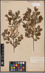 Salix aurita L. x Salix starkeana Willd.